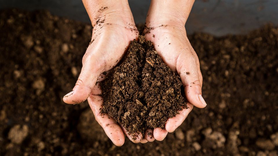 A person's cupped hands full of soil with more soil in the background.