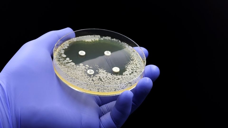 A gloved hand holding a petri dish of bacteria testing four different antibiotics.