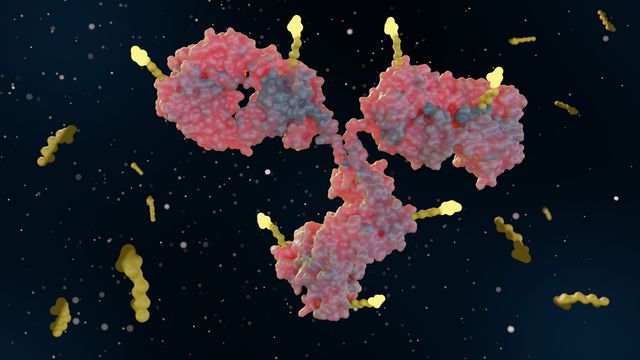 3D illustration of an antibody structure with yellow antigen-binding sites against a dark background with scattered particles 