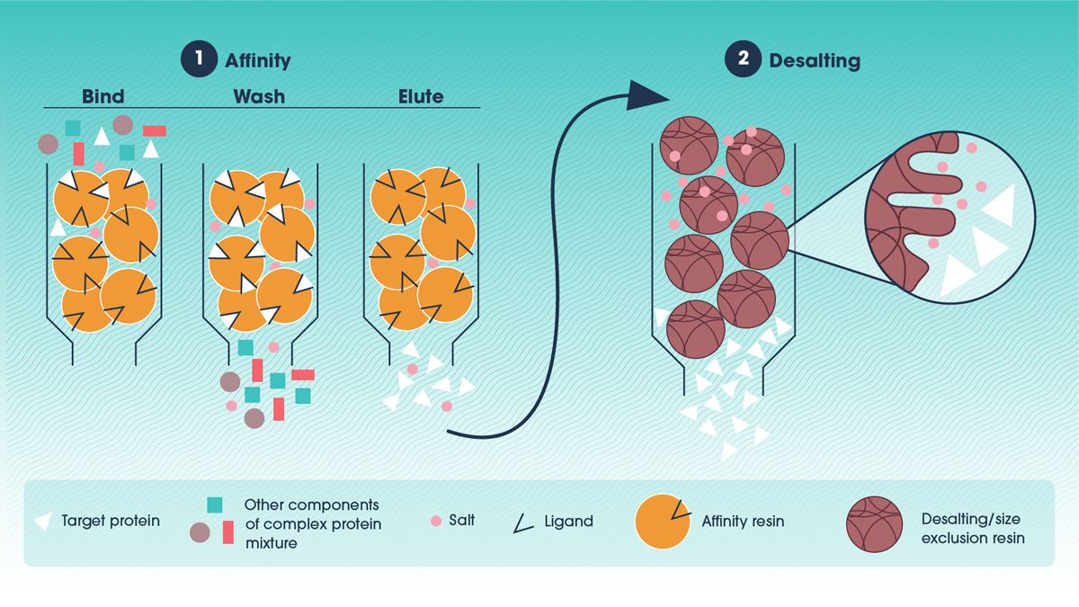 Figure 1. An example of a two-step antibody purification protocol utilizing affinity chromatography and desalting. Schematic of a two-step antibody purification showing the steps involved in affinity chromatography followed by desalting.