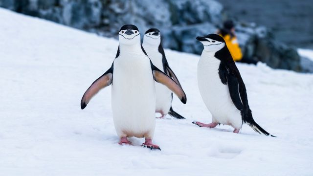 Three penguins on snow. A yellow-jacketed person in background. 