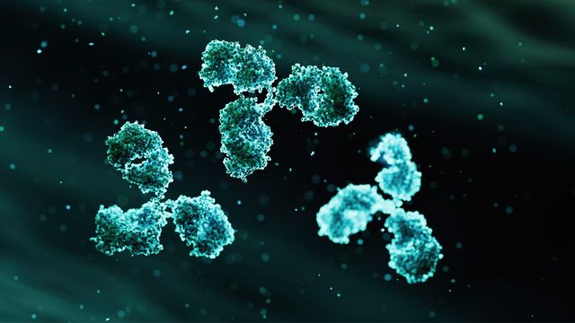 Three antibodies in green against a black background, showing the three arms and various regions of the antibodies. 