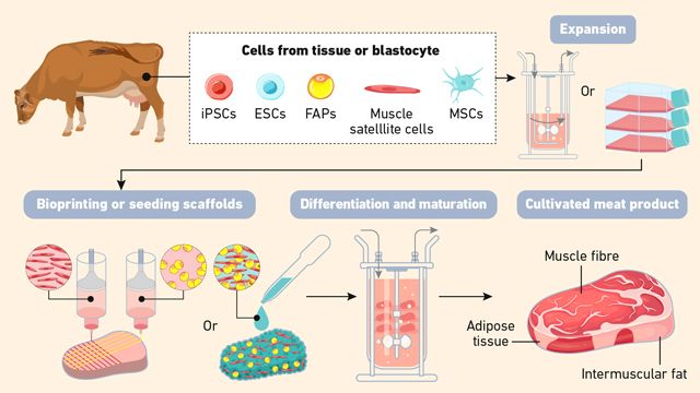A flow diagram showing different cell types that may be harvested from an animal, grown up in flasks or vats, printed or seeded onto scaffolds and grown up further to produce a cultivated meat product.