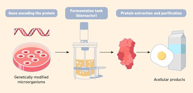 Flow diagram showing the main steps in producing acellular animal products via precision fermentation, from bacterial cultures, through fermentation tanks to final products.