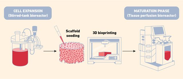 Flow diagram showing how different types of bioreactors can be used to scale up cell culture before and after bioprinting.