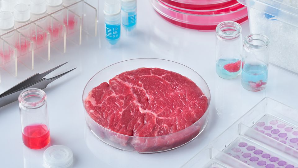 A Petri dish containing a cultured piece of meat surrounded by culture dishes, tweezers and sample bottles.