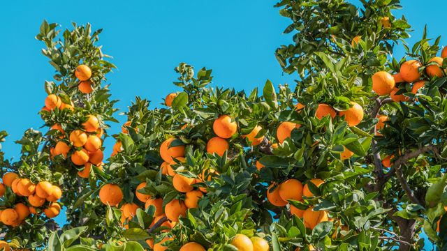 An orange tree with plentiful oranges against a bright blue sky. 