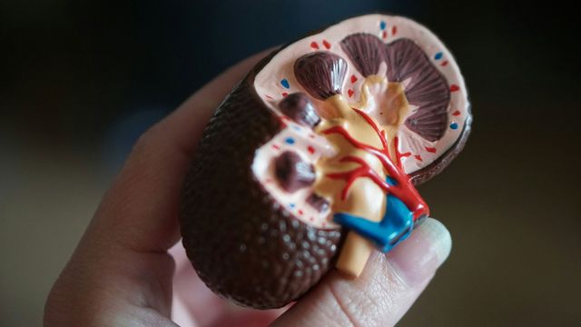 A plastic model of a human kidney, held in a person's hand. 
