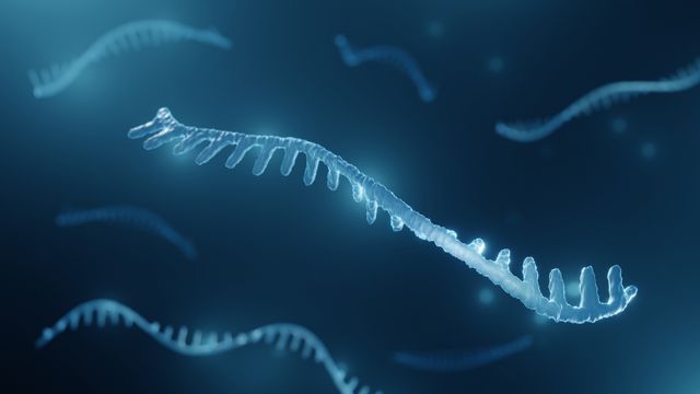 Single strands of RNA, the target for a new experimental universal antiviral. 