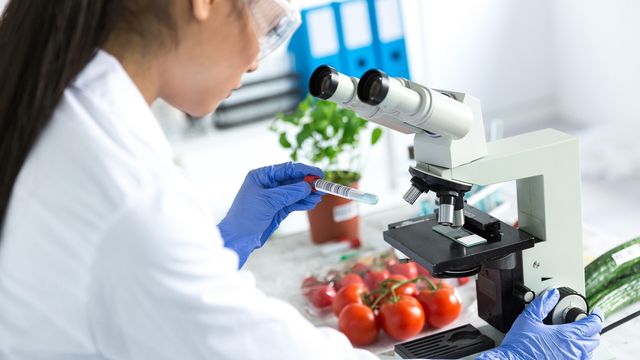 Scientist in a lab analyzing a test tube sample under a microscope with fresh tomatoes and cucumbers on the table 