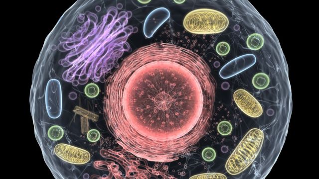 A graphic of a cell and its organoids. Red nucleus, yellow mitochondria, red ribosomes, purple Golgi, etc. 