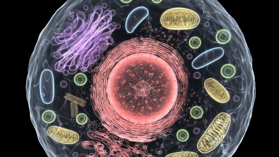 A graphic of a cell and its organoids. Red nucleus, yellow mitochondria, red ribosomes, purple Golgi, etc.