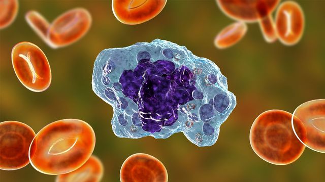 A macrophage, it's distended shape filled with molecules, illustrating the mechanisms behind its response to pathogens. 
