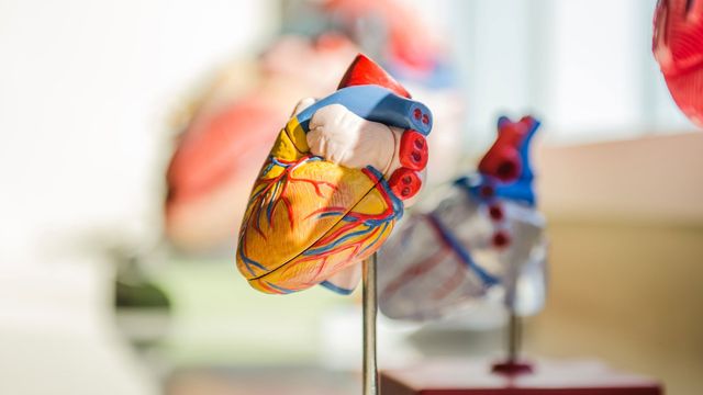 A plastic model of a human heart on a silver stand, the complex structures of the heart muscle visible. 