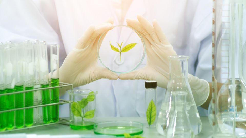 A scientist in a lab holds a petri dish containing a small green plant with gloved hands.