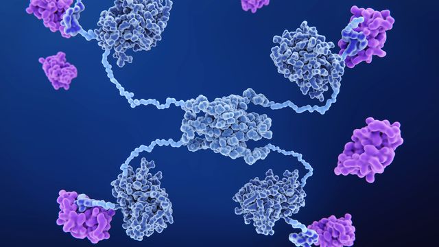 3D illustration of a complex protein structure with binding sites highlighted in purple. 