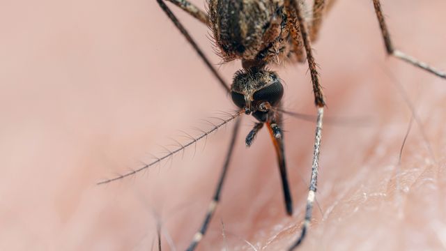 Close up of a mosquito biting into human skin, a common transmitter of malaria. 