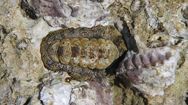 A chiton against a rock face. 