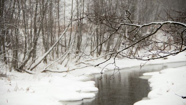A river running through a snowy landscape, with a snow-covered tree branch in the foreground. 