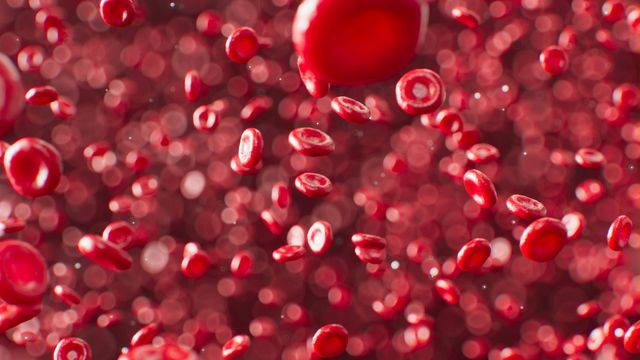 Various red blood cells, the target of a new protein-based therapy for combating carbon monoxide poisoning.  