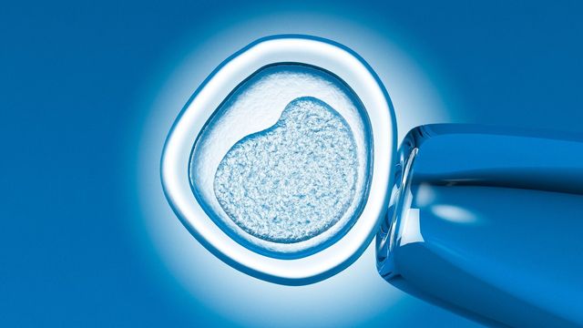 Microscopic view of an egg cell with a pipette, symbolizing fertilization or IVF research. 