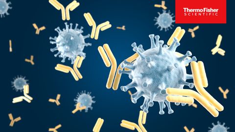Strategies To Streamline Monoclonal Antibody Development