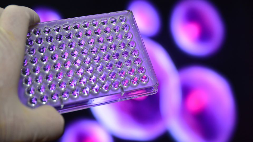 Gloved hand holding a 96-well plate with purple floating cells in the background, used in cell line development.