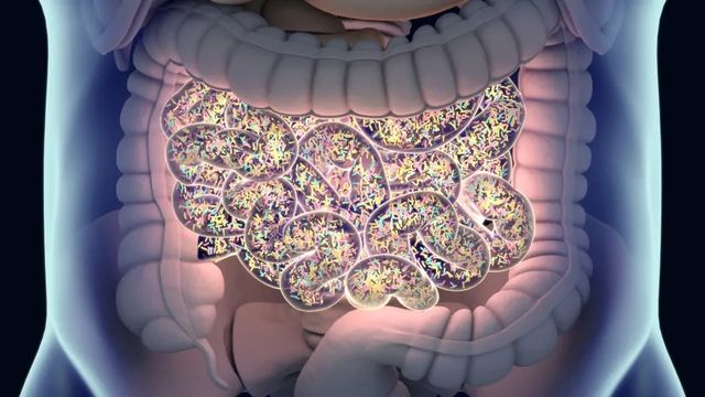 A graphic of a person's gut, filled with small brightly colored lines, illustrating the gut microbiome. 