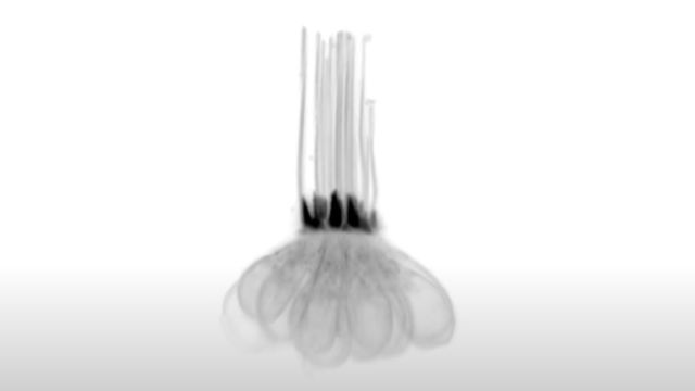 Image of zebrafish hair cells with hairs sticking up in a bundle and a multilobed bulbous base. 