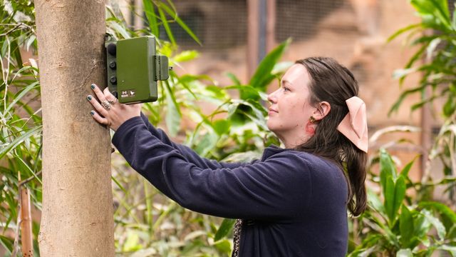 A lady attaching a bioacoutstic recording device to a tree inside a zoo animal enclosure. 